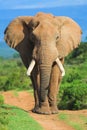 Elephant portrait Royalty Free Stock Photo
