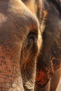 Elephant portrait, close up