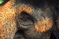 Elephant Portrait, close up Eye elephant. Wildlife tropical mammals animals outdoor Royalty Free Stock Photo