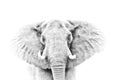 Elephant portrait in high key