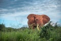 Elephant portrait isolated in the savanna, safari in Africa, Kenya, Tanzania Uganda, elephant fighting Royalty Free Stock Photo