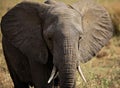 Elephant portrait from Tanzania Royalty Free Stock Photo