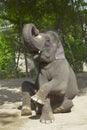 Elephant poses
