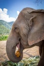 Elephant profile Royalty Free Stock Photo