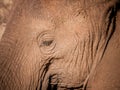 Elephant Profile, Eye Close-up Royalty Free Stock Photo