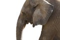 Elephant profile Royalty Free Stock Photo