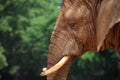 Elephant profile