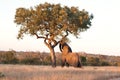 Elephant push marula tree