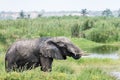 Elephant in QuiÃÂ§ama - Kissama Park