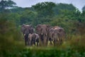 Elephant in rain. Elephant in Murchison Falls NP, Uganda. Big Mammal in the green grass, forest vegetation in the background.