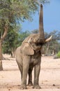 Elephant reaching up towards tree Royalty Free Stock Photo