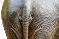 Elephant rear. Royalty Free Stock Photo