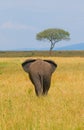 Elephant, rear view