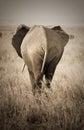 Elephant, rear view Royalty Free Stock Photo
