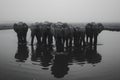 Elephant Reflections: Serenity at the Watering Hole. Concept Wildlife Photography, Nature Scenes, Royalty Free Stock Photo