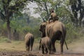 Elephant ride in Chitwan National Park Royalty Free Stock Photo