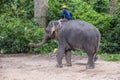 Elephant rider in Cambodia