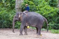 Elephant rider in Cambodia