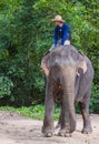 Elephant rider in Cambodia