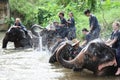 Elephant riding Royalty Free Stock Photo