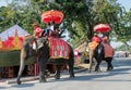 Elephant riding in Asia