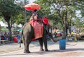 Elephant riding in Asia, Thailand