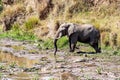 Elephant on River Bank With Crocodiles Royalty Free Stock Photo