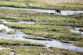 Elephant on a river bank. Royalty Free Stock Photo