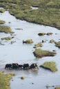 Elephant on a river bank. Royalty Free Stock Photo