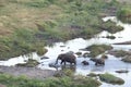 Elephant on a river bank. Royalty Free Stock Photo