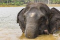 Elephant in a river bath Royalty Free Stock Photo