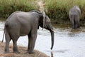 Elephant river crossing