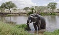 Elephant in river in Serengeti National Park Royalty Free Stock Photo
