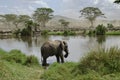 Elephant in river in Serengeti National Park