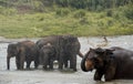 Elephants in Sri Lanka