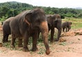 Elephants in Sri Lanka