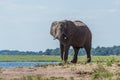 Elephant on riverbank twisting trunk round tusk