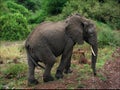 Elephant at road. Royalty Free Stock Photo