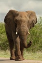 Elephant on road Royalty Free Stock Photo