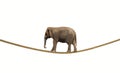 Elephant on a rope Royalty Free Stock Photo