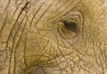 Elephant:Rough skin and tender eye Royalty Free Stock Photo