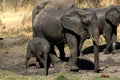 Elephant in Ruaha National Park, Tanzania Royalty Free Stock Photo