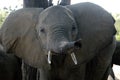 Elephant in Ruaha National Park, Tanzania Royalty Free Stock Photo