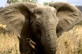 Elephant in Ruaha National Park, Tanzania Royalty Free Stock Photo