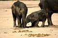 Elephant in Ruaha National Park, Tanzania Royalty Free Stock Photo