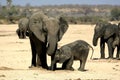 Elephant in Ruaha National Park, Tanzania Royalty Free Stock Photo