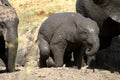 Elephant in Ruaha National Park, Tanzania Royalty Free Stock Photo