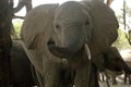 Elephant in Ruaha National Park, Tanzania Royalty Free Stock Photo