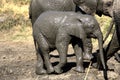 Elephant in Ruaha National Park, Tanzania Royalty Free Stock Photo