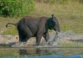 Elephant running on the banks on Chobe river Royalty Free Stock Photo